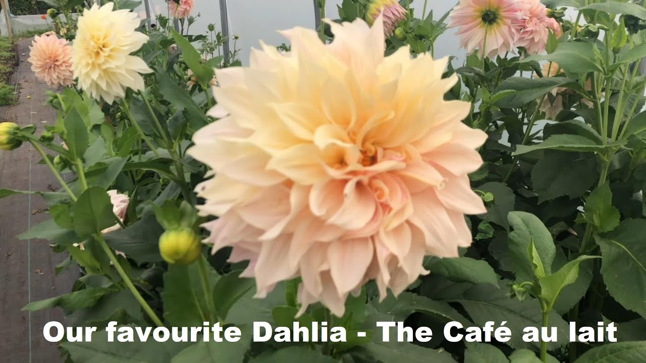 Наше любимое Dahlia Café Au Lait. УРОКИ