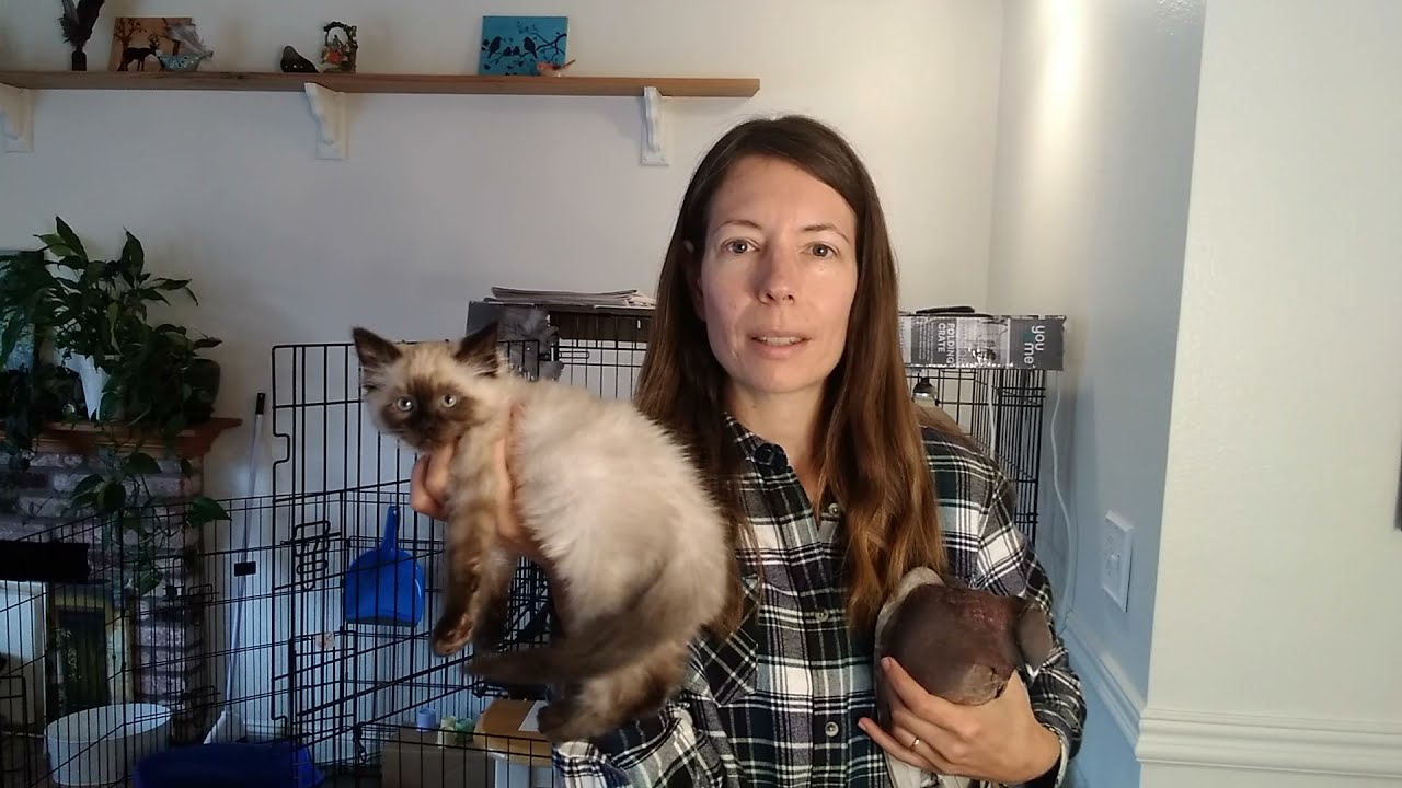 Can You Have a Cat with a Pigeon?
