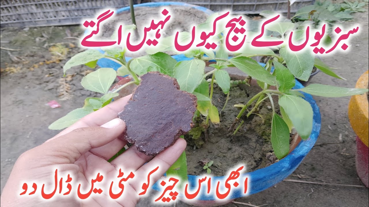 Beej Kiyun Nahi Ugtay || Best organic solution for seedlings 