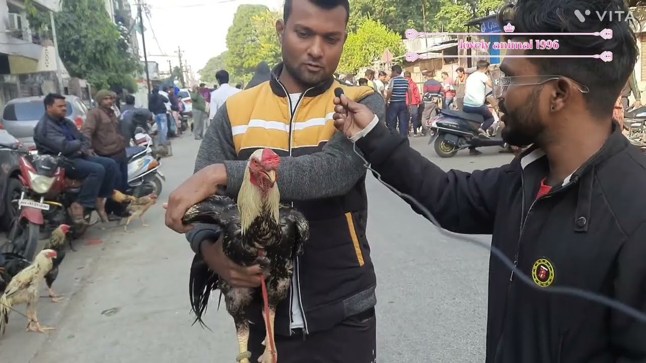 असील मुर्गा ₹600 किलो /nagpur मार्केट में ₹600 किलो मुर्गा for seal #mcstan