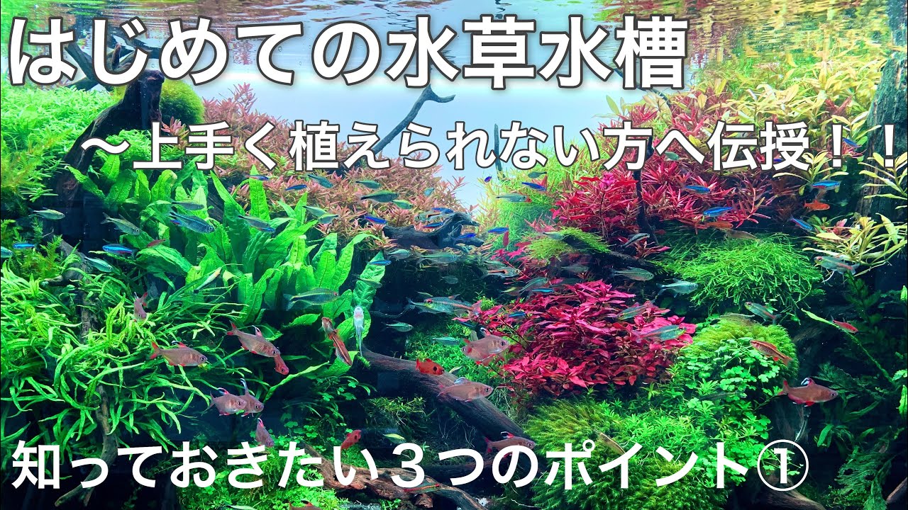 はじめての水草水槽〜水草の植え方で知っておきたい３つのポイント①〜初心者でも簡単に植えられます How to plant aquatic plants in aquarium tank