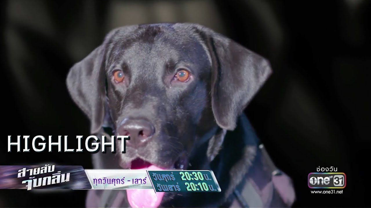 เจ้านาย...ระวัง!!! | Highlight สายลับจับกลิ่น | 5 ก.ค.62 | one31