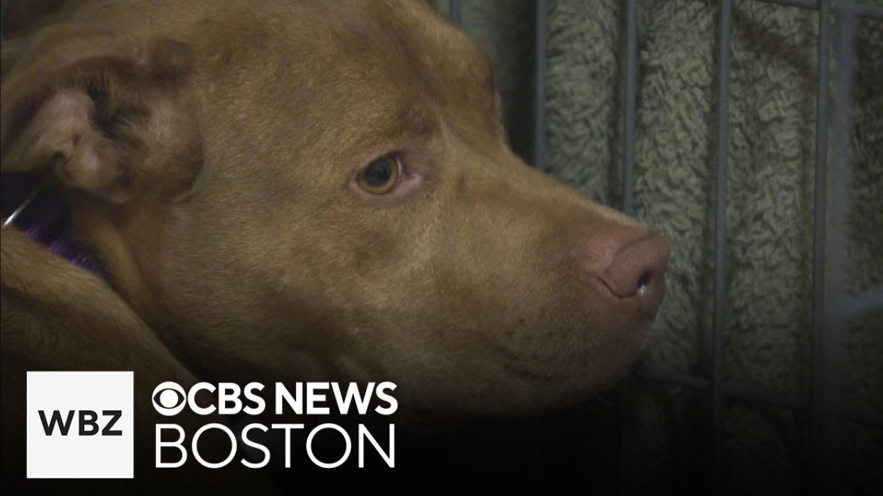 Missing dog safe after 555 days of wandering in Worcester