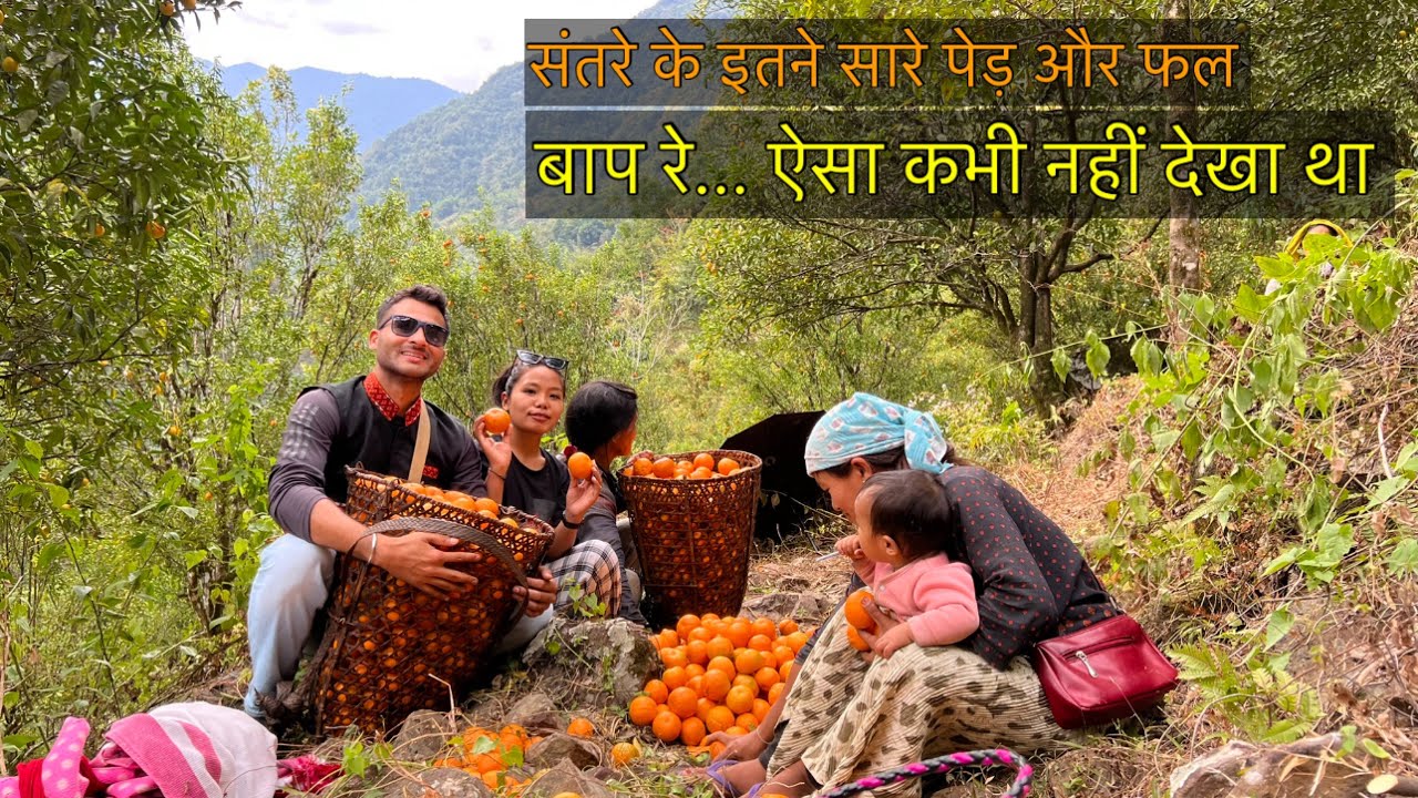 संतरे ही संतरे Local Orange Garden in The Village in Arunachal Pradesh