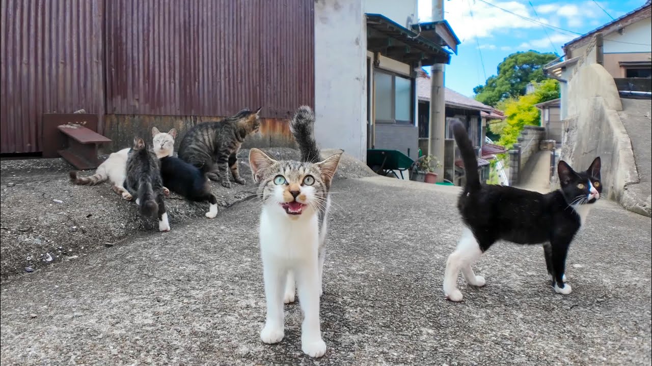 港町の路地裏で開かれる猫の集会に参加してきた🐾✨