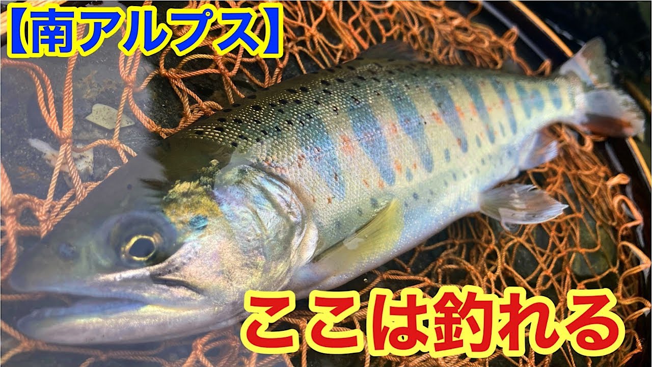 【南アルプス】初めて訪れた川はアマゴがたくさん生息していました