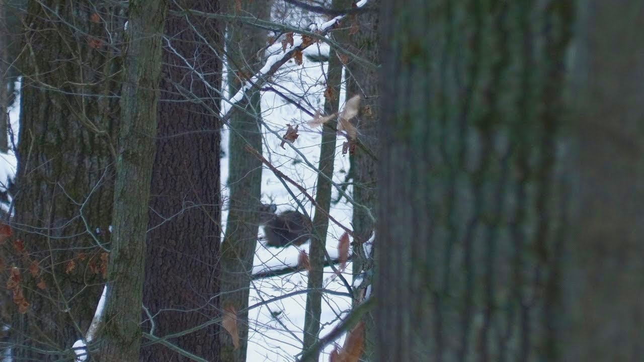 Охота на крупного горного оленя | Охота на оленей с винтовкой в ​​Пенсильвании