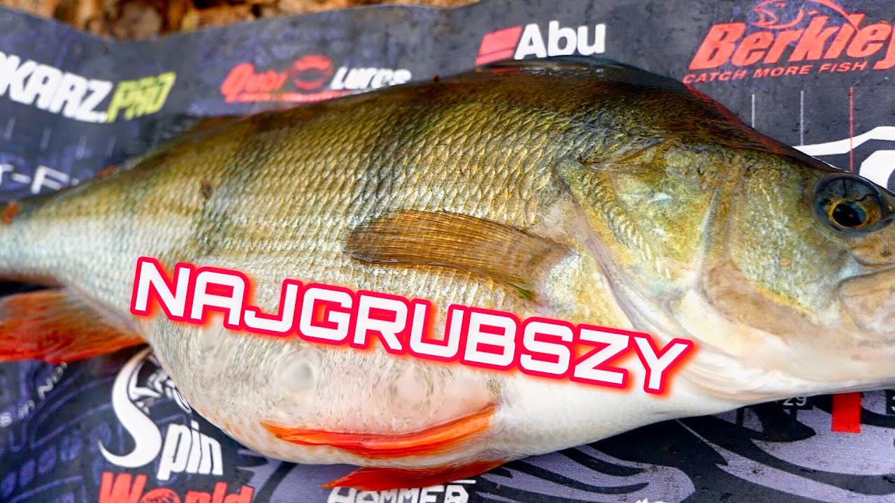 TAKIEGO OKONIA SZUKAŁEM [TOSHIDO & YOSHIDA]