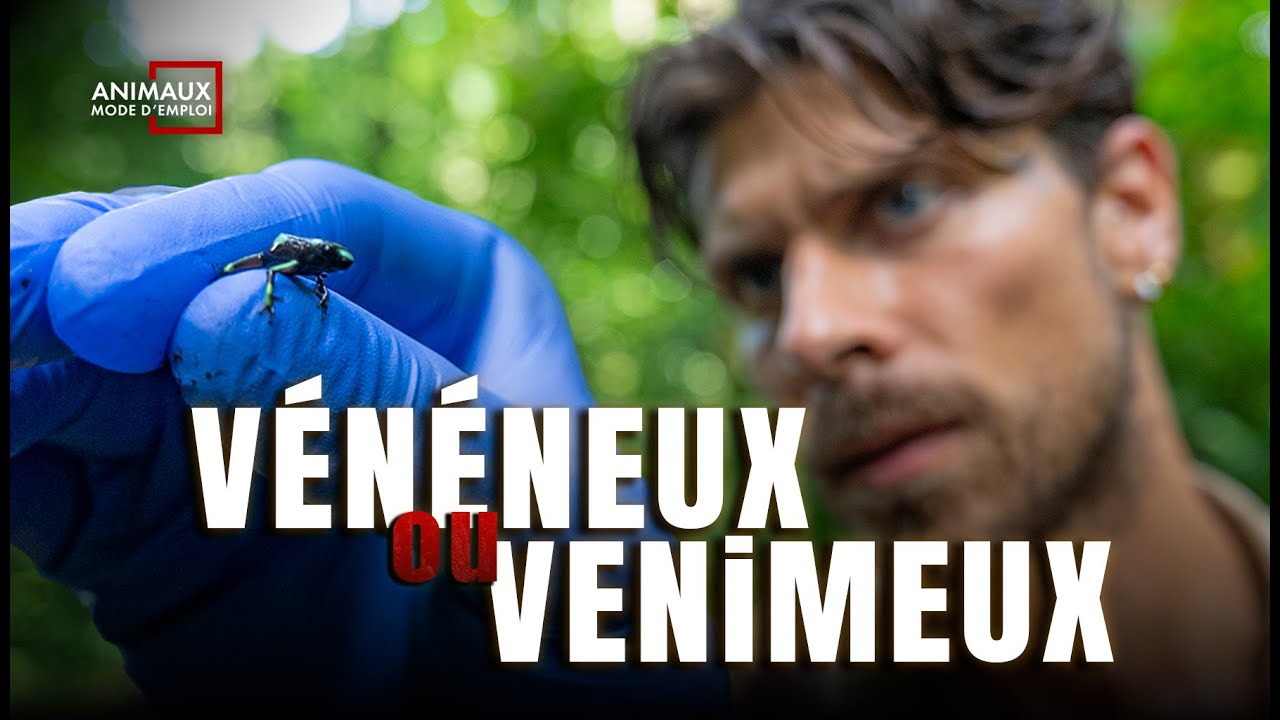 WildLife Expedition : La Grenouille De Dard Empoisonnée (Dendrobates auratus)