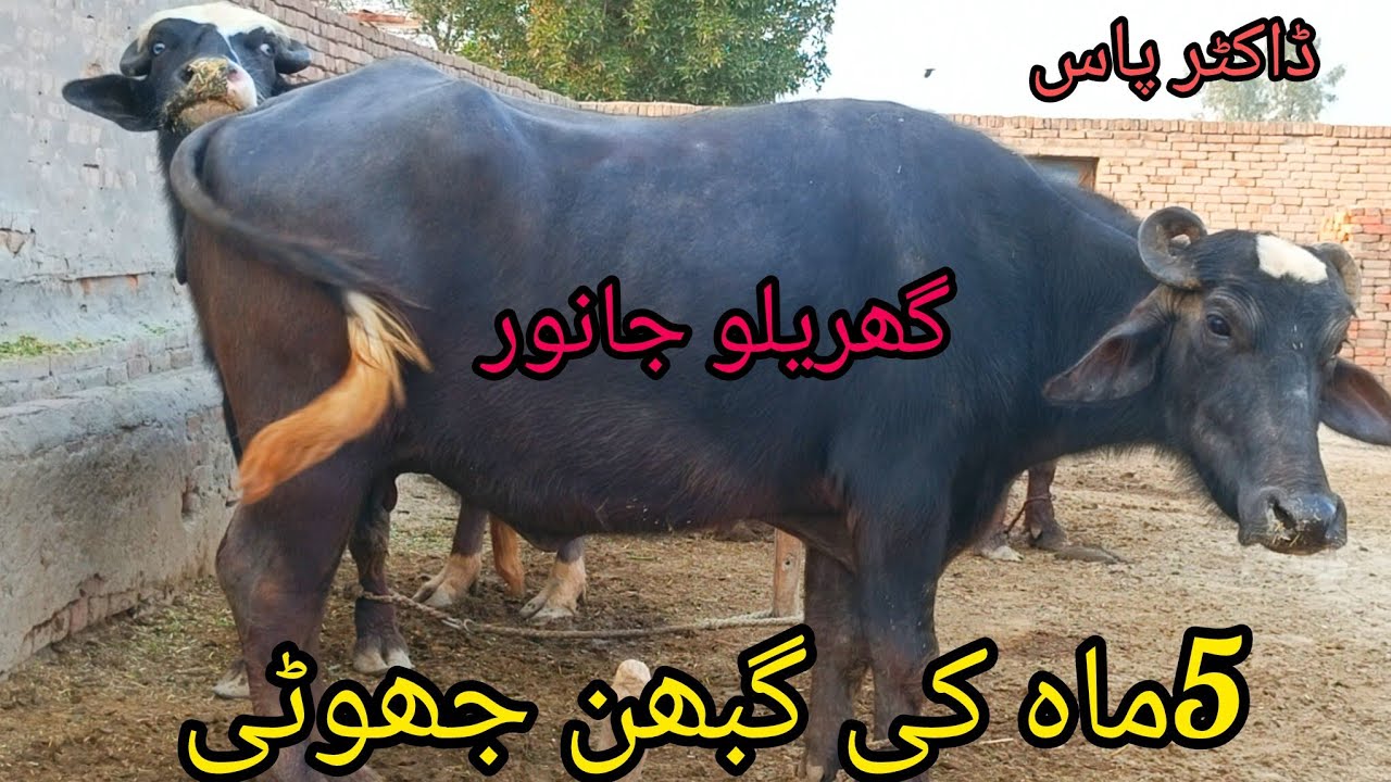 #Nili Ravi buffalo# for sale in Pakistan on YouTube sale/03070566153