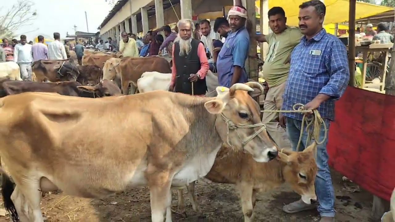 Bhurbandha goru bazar(cow bazar)