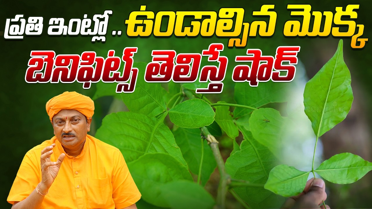 ప్రతి ఇంట్లో ఉండాల్సిన మొక్కబెనిఫిట్స్ తెలిస్తే షాక్ | Ravivarma | AYUR MANTRA
