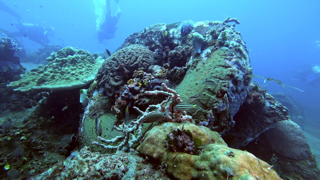 Philippines Apo Island Diving Part6 Paul Ranky 4K UHD H264 Video