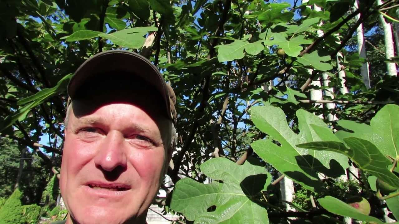 Can you grow figs on Cape Cod?