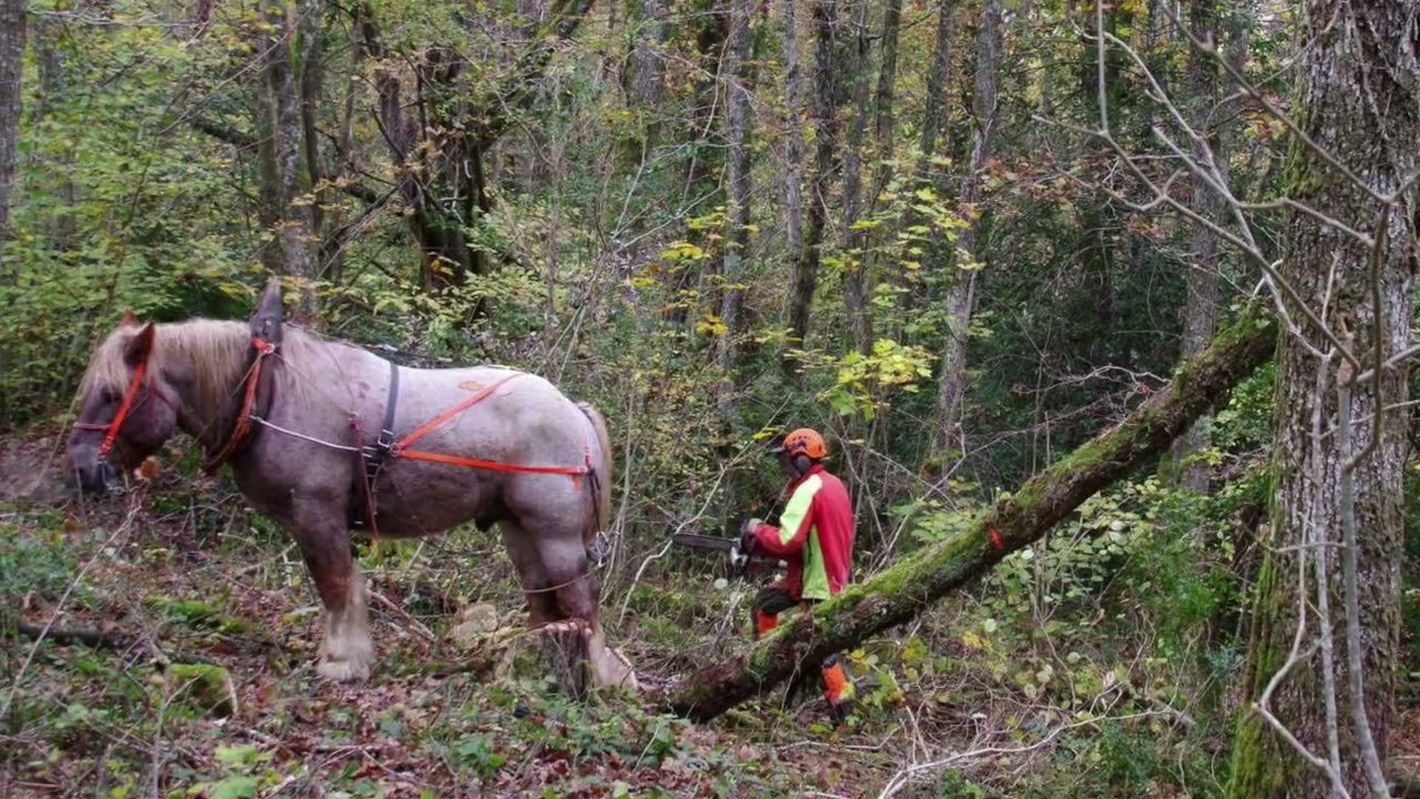 Éclaircie forestière en couvert continu   HD 1080p