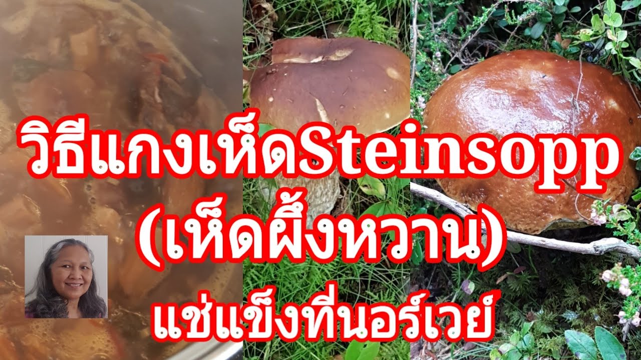 วิธีแกงเห็ด Steinsopp หรือเห็ดผึ้งหวาน ที่แช่แข็งไว้ และเป็นเห็ดป่าที่นอร์เวย์