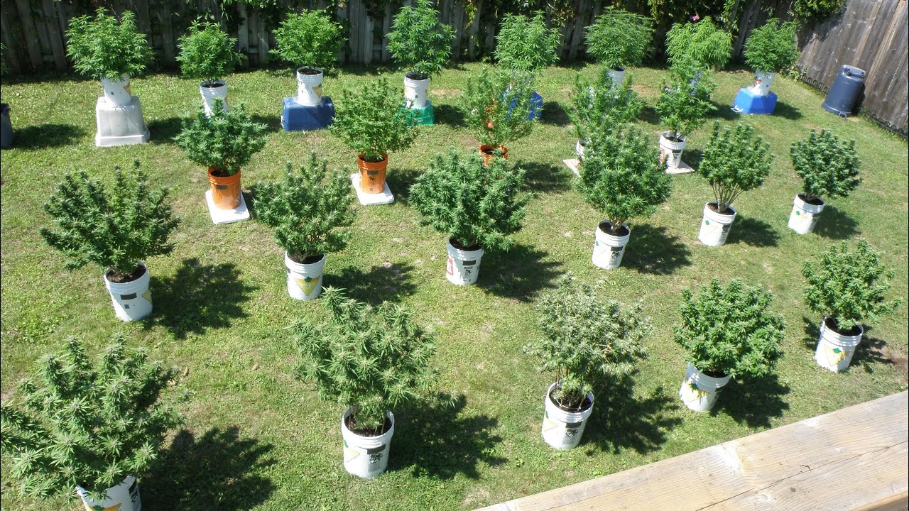 Flowering Cannabis Plants Early | Ontario Canada 🍁 2020