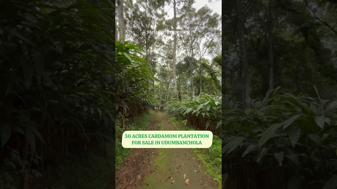 30 Acres Cardamom Plantation For Sale In Idukki