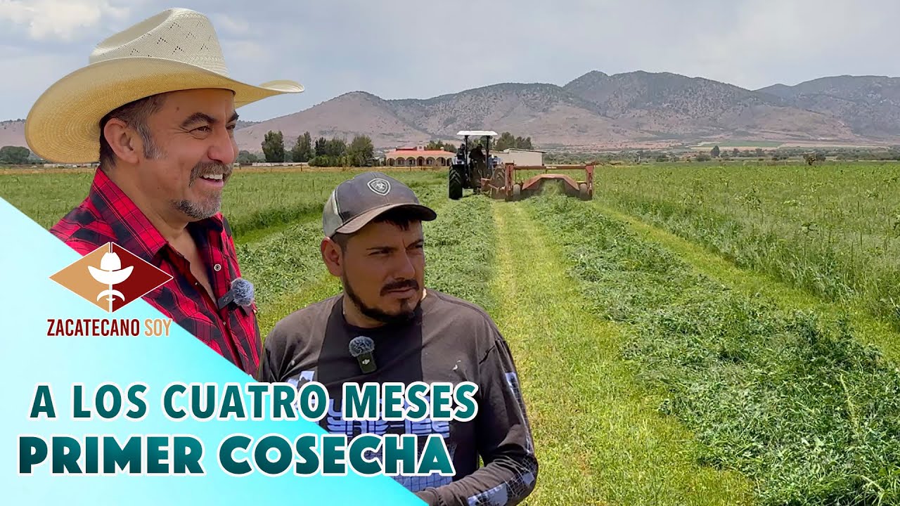 Así se logra tener una GRAN COSECHA DE ALFALFA
