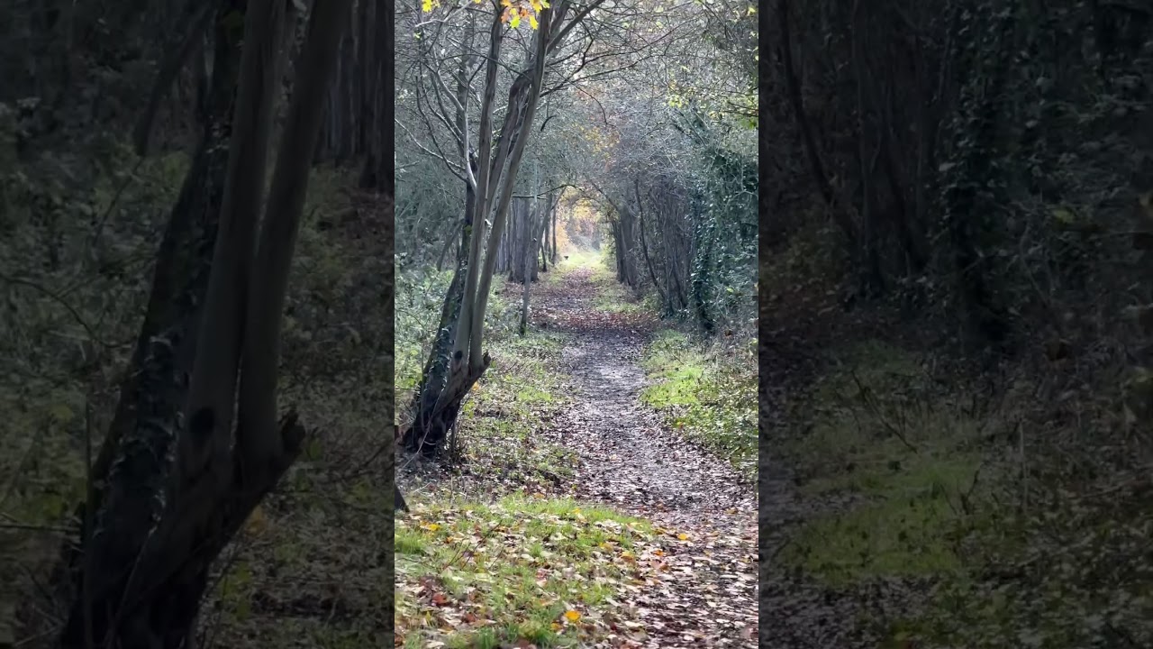 We&rsquo;ve THOUSANDS OF MILES of OLD RAILWAY LINES to enjoy since the controversial 1960s BEECHING AXE