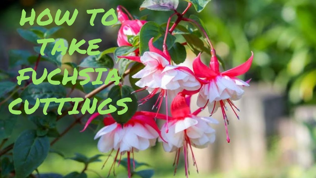 How To Take Cuttings and Propagate Fuchsia.