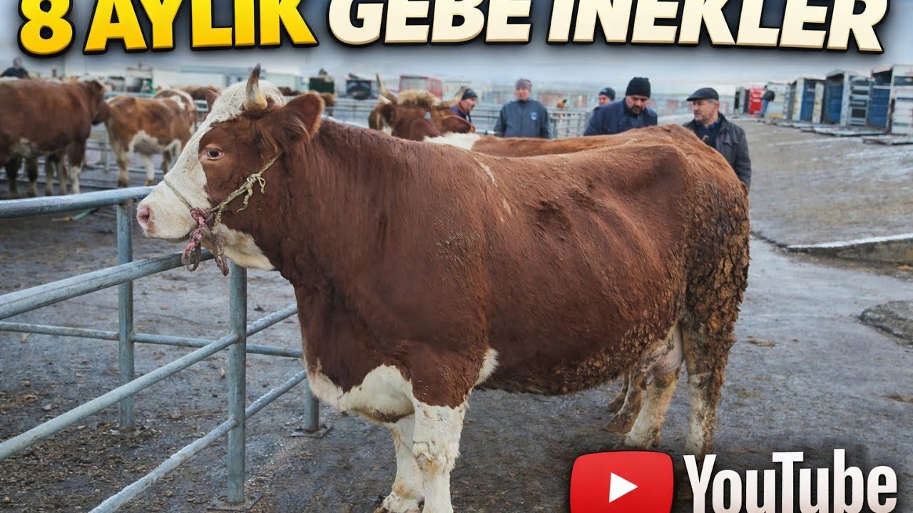 🇹🇷💥SORGUN CANLI HAYVAN PAZARI 26 şubat perşembe 2. Video 💥🇹🇷