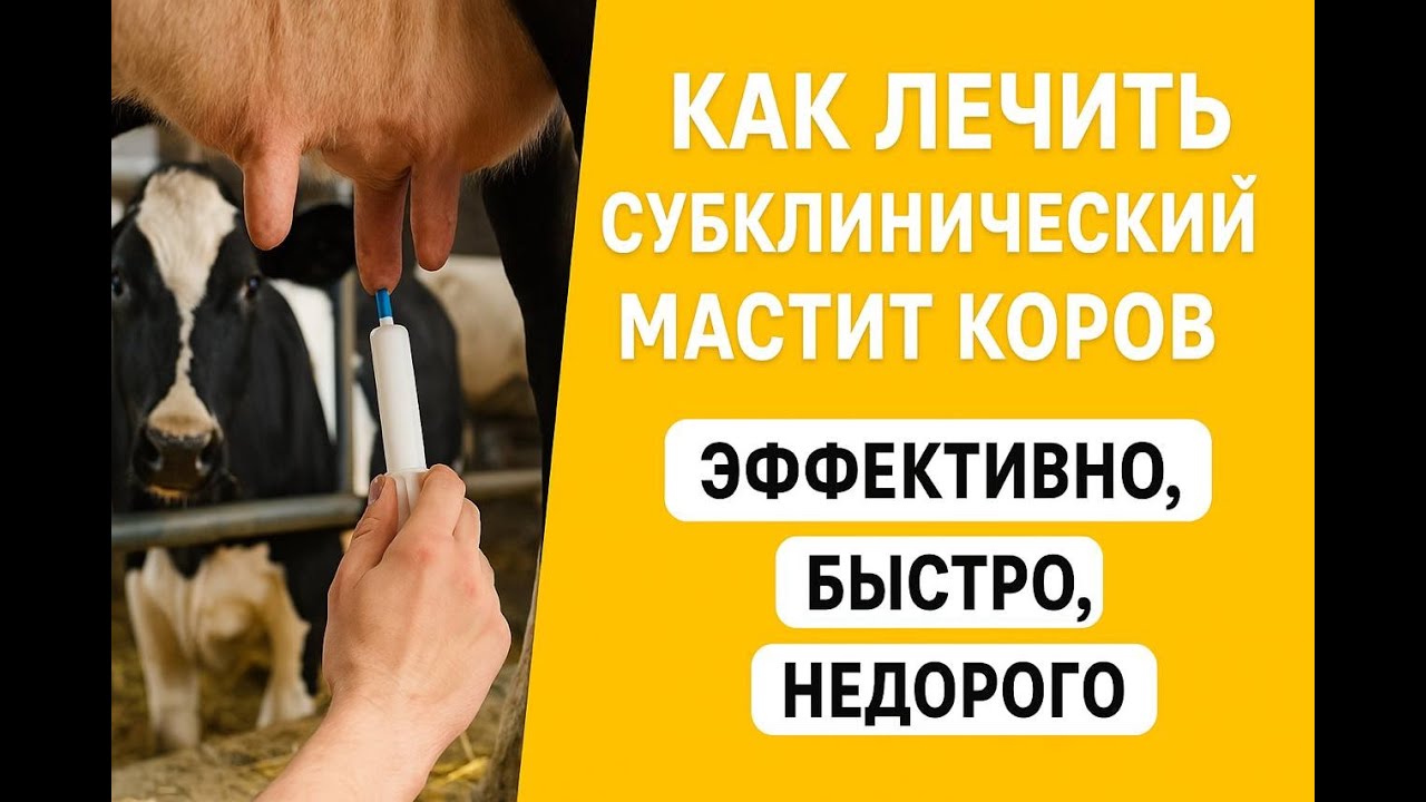 Как лечить субклинический мастит коров на ферме и в домашних условиях