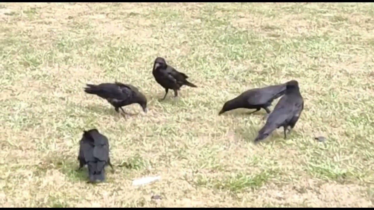 Carrion crow pranking each other