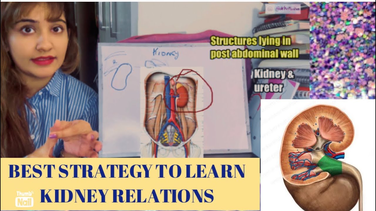 Kidney Anatomy Has Never Been Easier!! | Nail the Relations | 3D Anatomy | Renal Fascia |