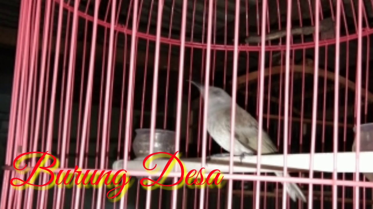 Masterran Jitu Kecial Kombo Cucak Kombo bisu Jamin Nyahut