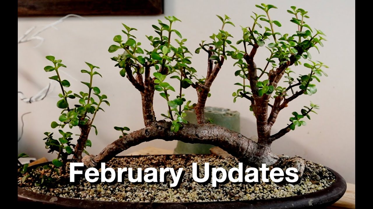 February Updates: Dave's Bonsai E380