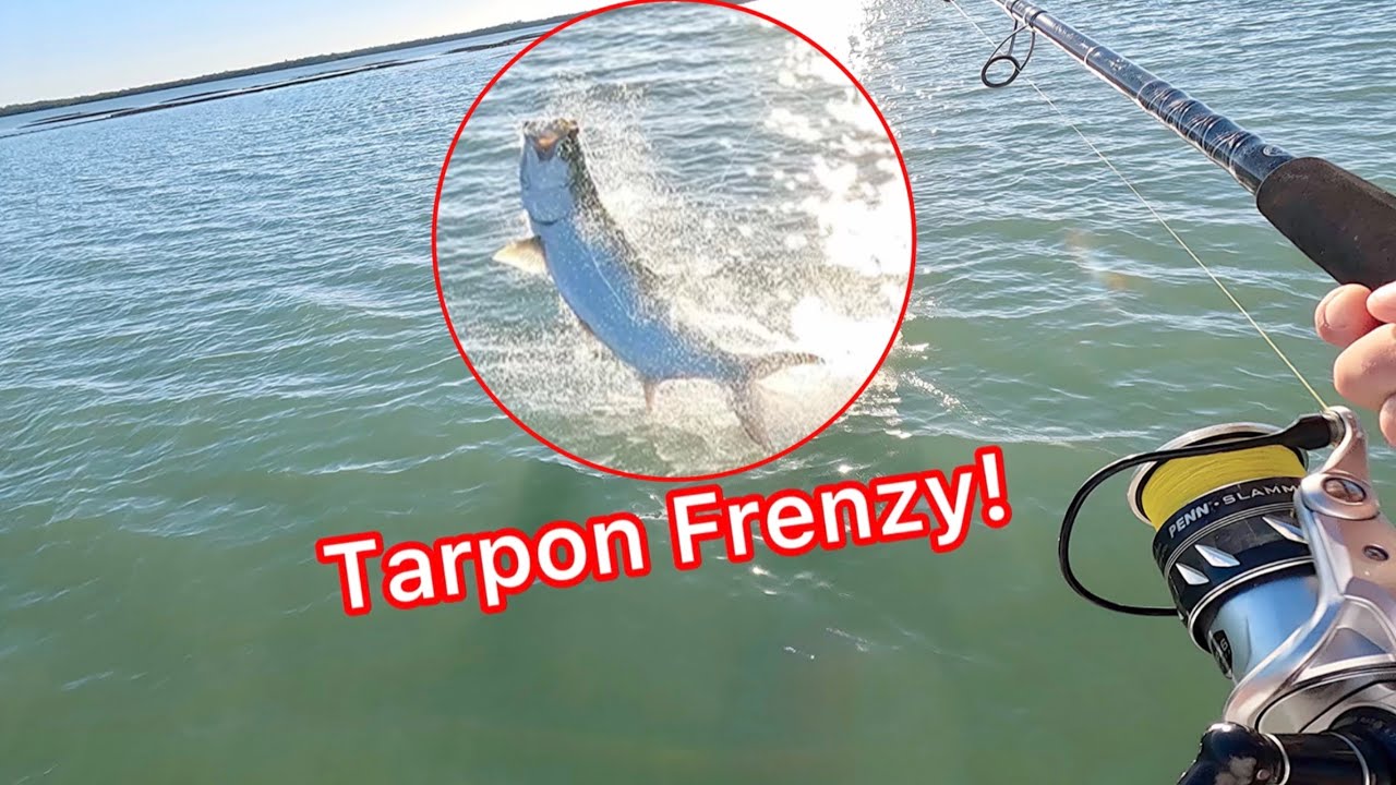 Tarpon feeding frenzy on Marco Island! 🏝️