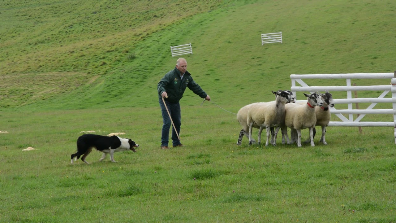 Aled Owen -  Llangwm Cap (Pen and Single. 2017 International Sheep Dog Trials, Qualifying)