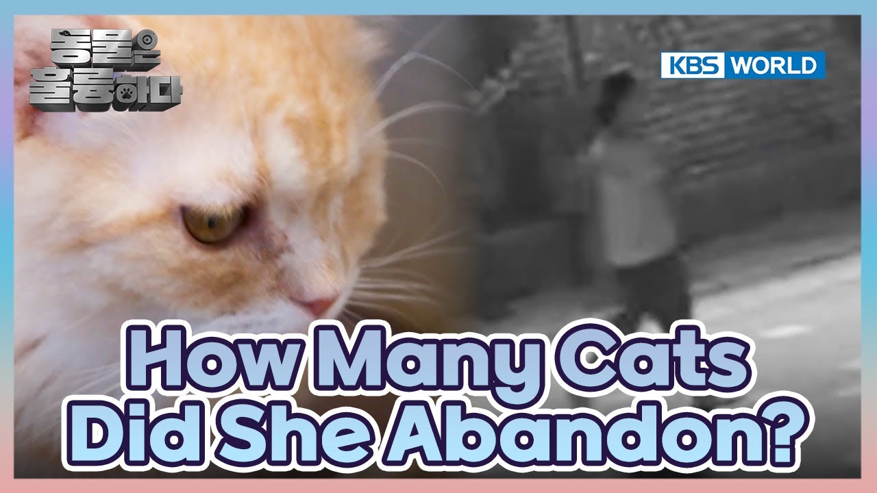 Evil Irresponsible POS🤬 [Animals Are Incredible : EP.1-1] | KBS WORLD TV 241016
