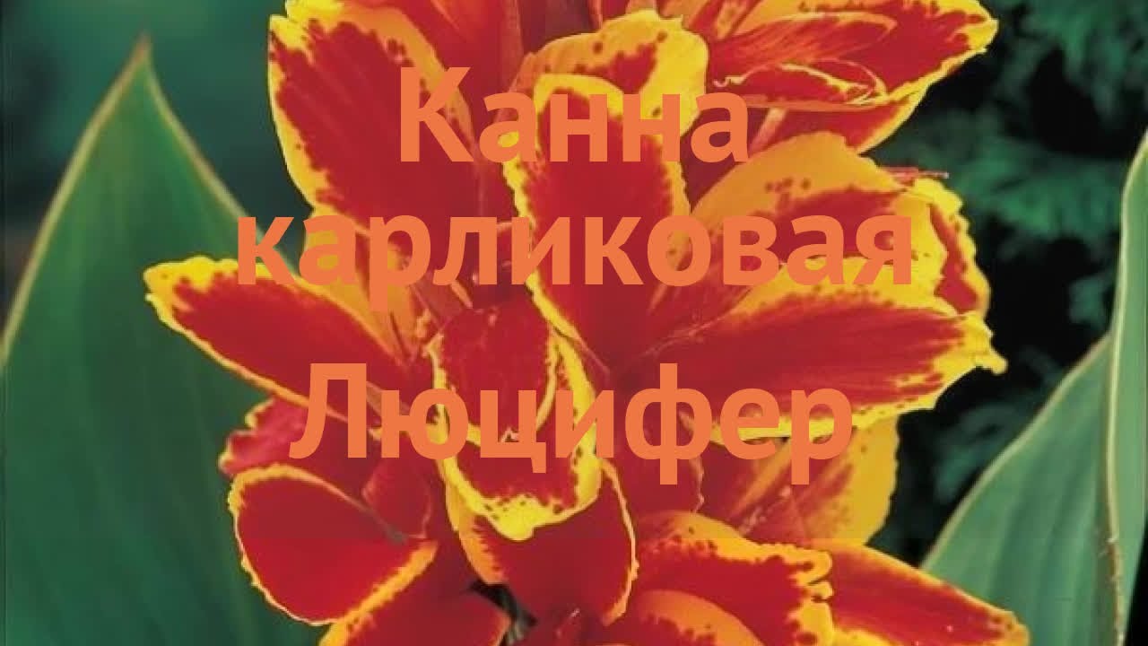Канна карликовая Люцифер (lyutsifer lyutsifer) 🌿 Люцифер обзор: как сажать, луковицы канну Люцифер
