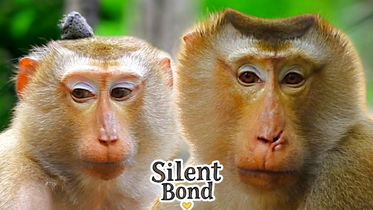 Why Is PONGO So Calm Now? Silent Bonding Moment with KATRINA