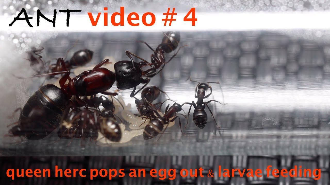 Ant vid#4 New egg pops & feeding a larvae!