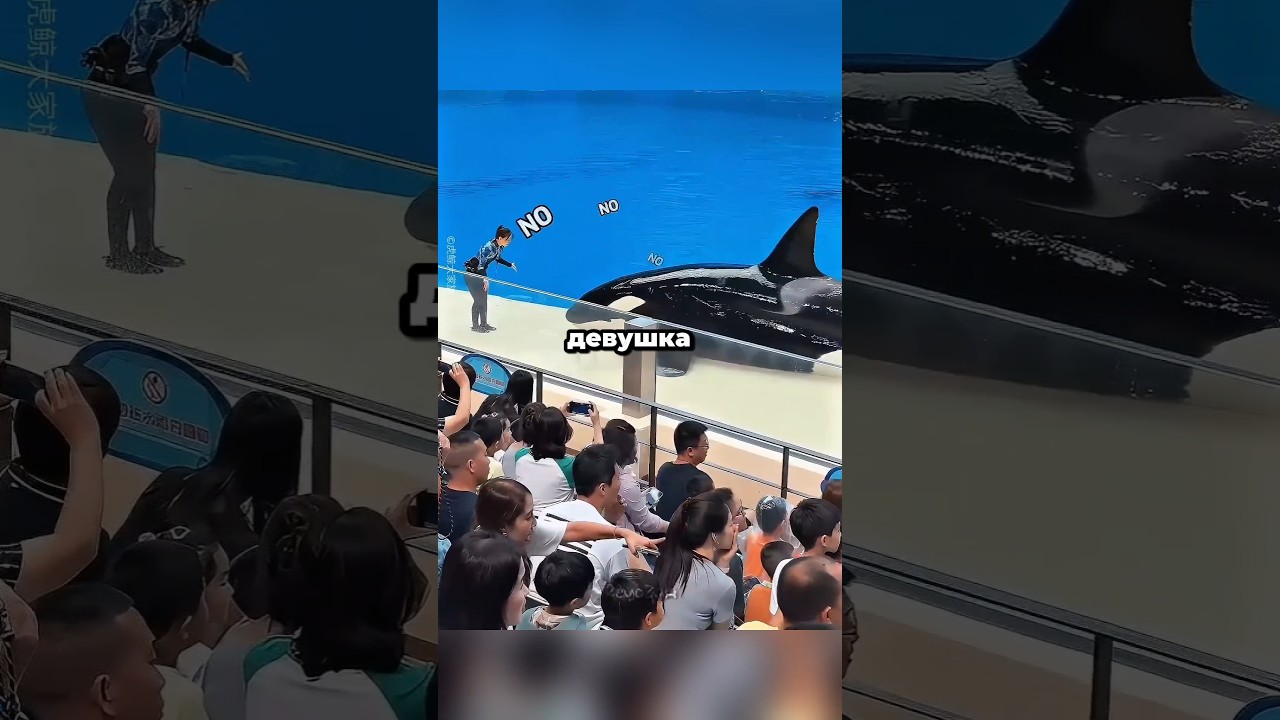 Косатка всех перехитрила 🐋