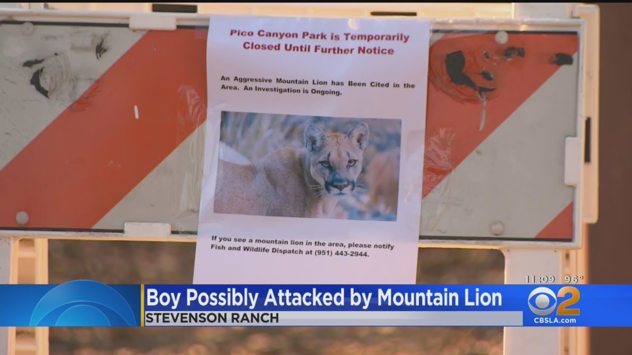 Stevenson Ranch park remains closed after mountain lion attack on boy