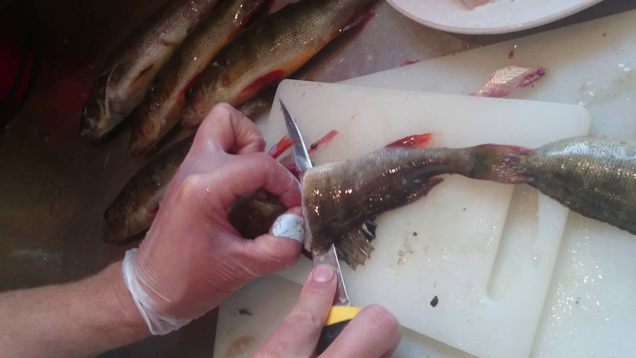 Filea abborrar enkelt