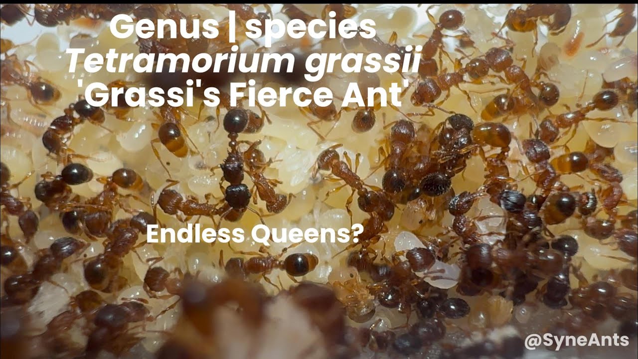 Tetramorium grassii | Endless queen ants!