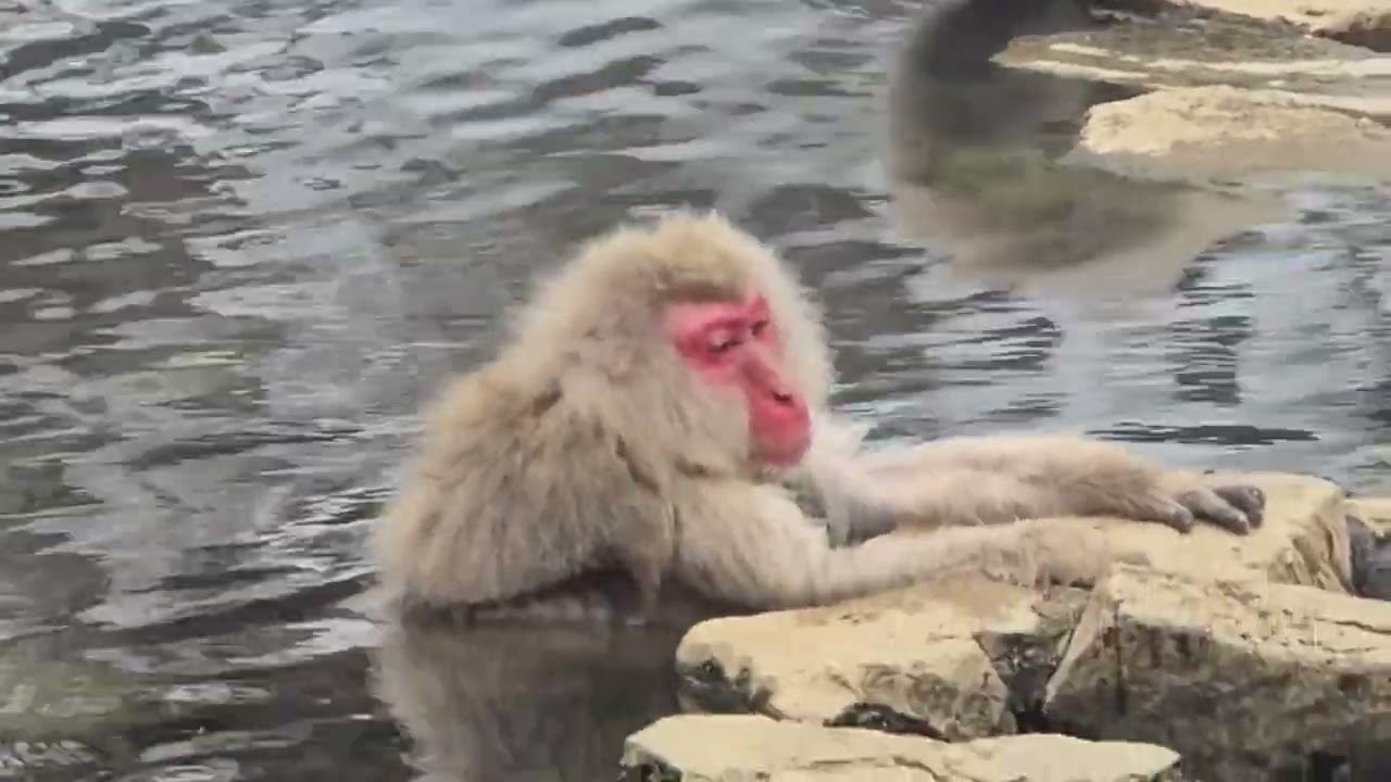 VLOG 3days Nagano winter 2026 snow monkey shibu onsen Iiyama snow festival