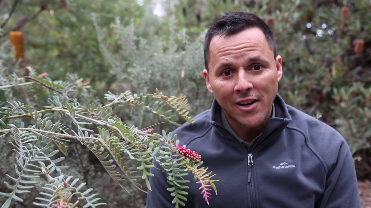 A look at one of Australia's rarest plants: Caleys Grevillea