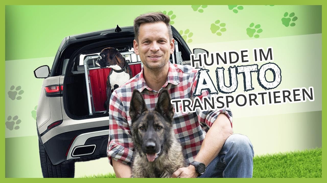 Hunde SICHER im AUTO transportieren – Darauf solltest du achten