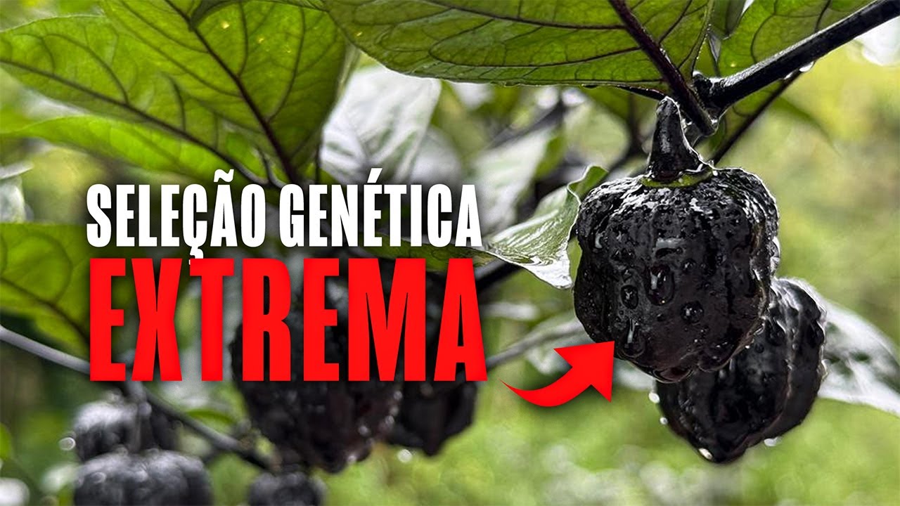 BLACK X: como criamos a pimenta mais preta possível
