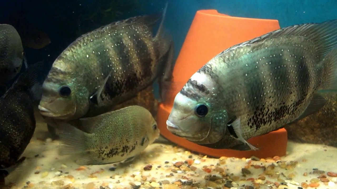 Etroplus suratensis / Green Chromides feeding