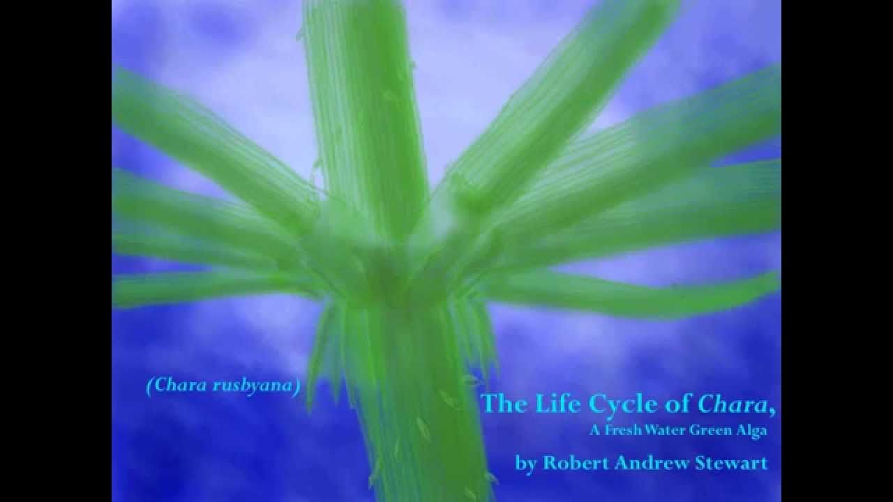 The Life Cycle of Chara, a Fresh Water Green Alga