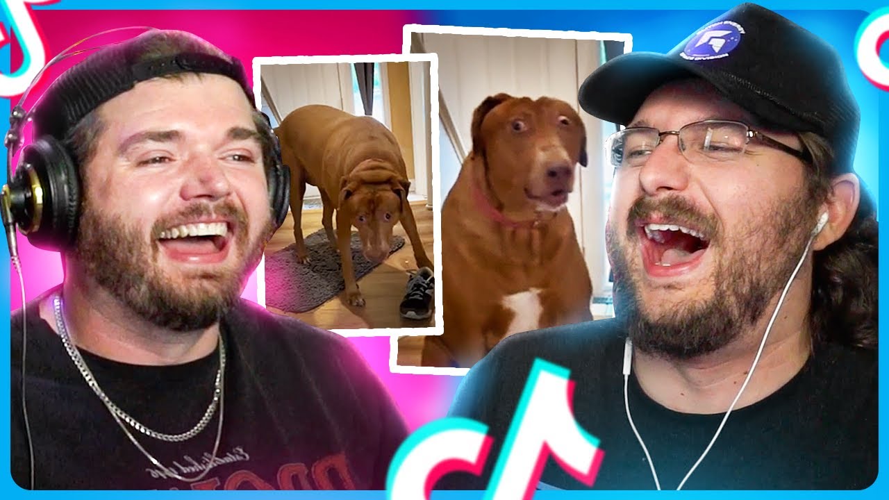 TikToks where idk what da dog doin...
