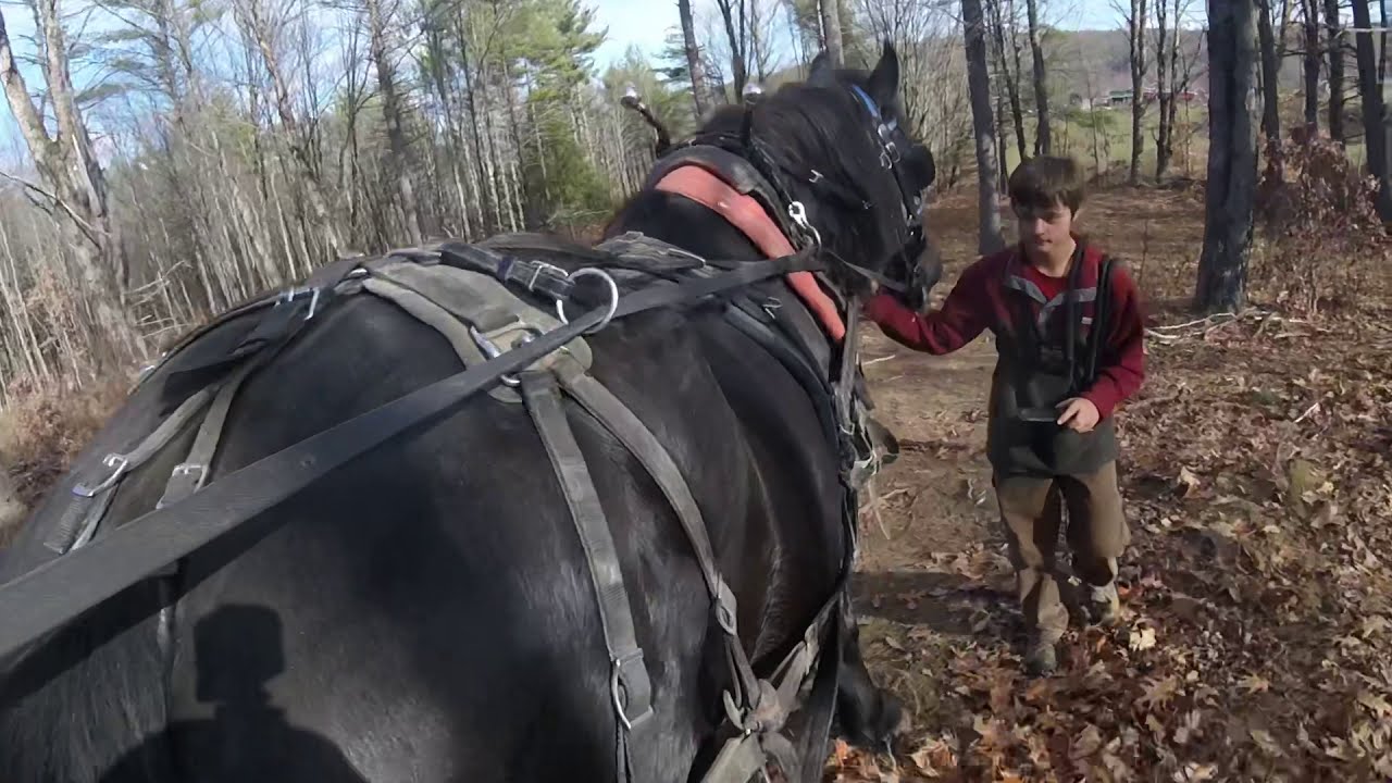 Single Horse Logging on A Beautiful November Day