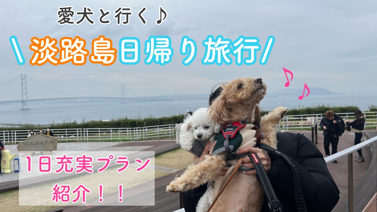 【淡路島】愛犬と行く日帰り旅行！1日でたくさん詰め込みました:)＃淡路島#日帰り旅行 #トイプードル ＃多頭飼い